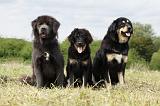 DOGUE DU TIBET 050